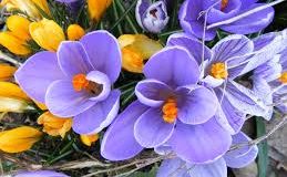 Seminario esperienziale sui Fiori di Bach